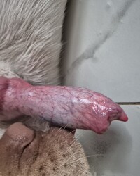 photo-thumb