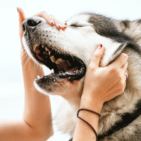 woahdog的化身