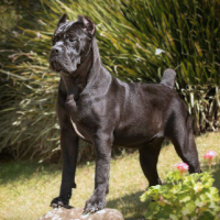 Therealdog Avatar