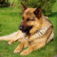 specialdream的化身