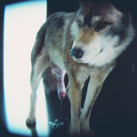 aadenwolf Avatar