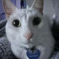 justlookincass Avatar