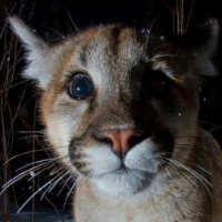 Sputnikweirdo Avatar