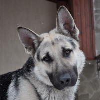 transmascrobin的化身