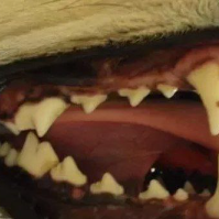 femboywiffillings Avatar