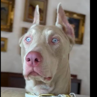 dobermam的化身