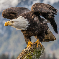 birdmanblack69的化身