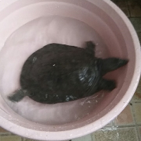 视频交流的化身