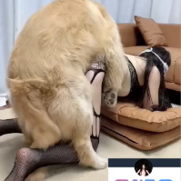k9kinvideos Avatar