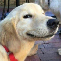 goodboydoggy的化身