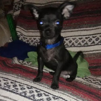k9corps Avatar