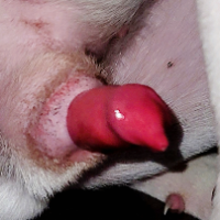 bisincebirth的化身