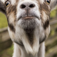 cashdrugsandyou的化身