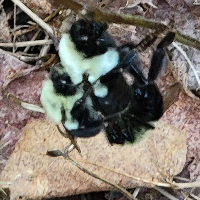 deathbywabbits Avatar