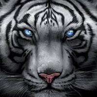 KuroTiger的化身