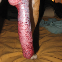 Bigpuppy的化身