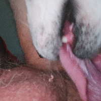 dog2's Avatar