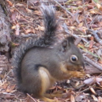 curiousgeorge Avatar