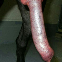 hughmungus_69420 Avatar