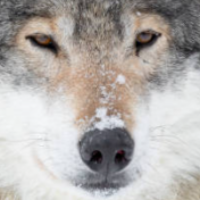 gentle_wolf71 Avatar