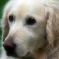 tchaikovsky92 Avatar