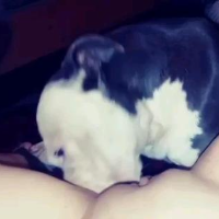 extremezoo504的化身