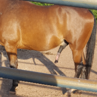 horsetrainer Avatar