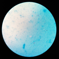 timloveanimalpussy Avatar