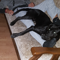 blacklabrador's Avatar