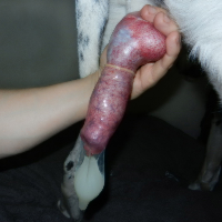 zooholio86的化身