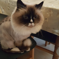 zoofanluigi的化身