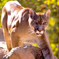 Puma48 Avatar