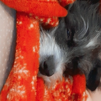 ilovepuppy的化身