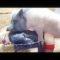 pigsanddogsorgies的化身