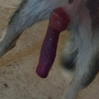 bd_deshi_boy的化身