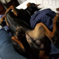 dogknotloverguy的化身