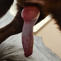 RedDot的化身