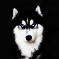 husky Avatar