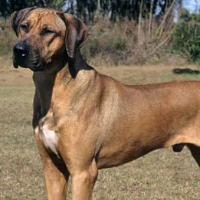 knottyozdaddy的化身