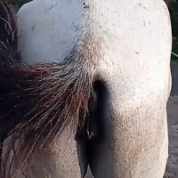 peãodomaranhão's Avatar