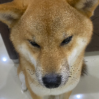 悠闲小屁孩的化身