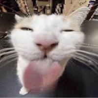 elgatomiau Avatar