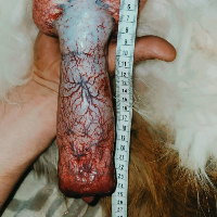 jack-thedogsir的化身