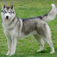 lutschmireinen的化身