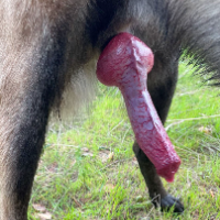 bestiality1999 Avatar