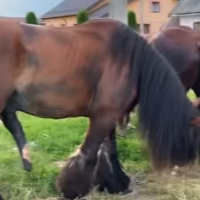 wildman7575的化身