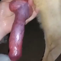 zecomedor的化身