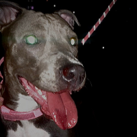 bestialityreserve Avatar