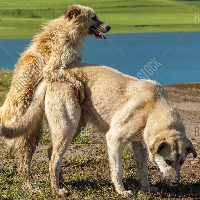 LoyalHalfBreed Avatar