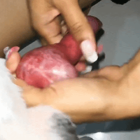 Swineflue03的化身